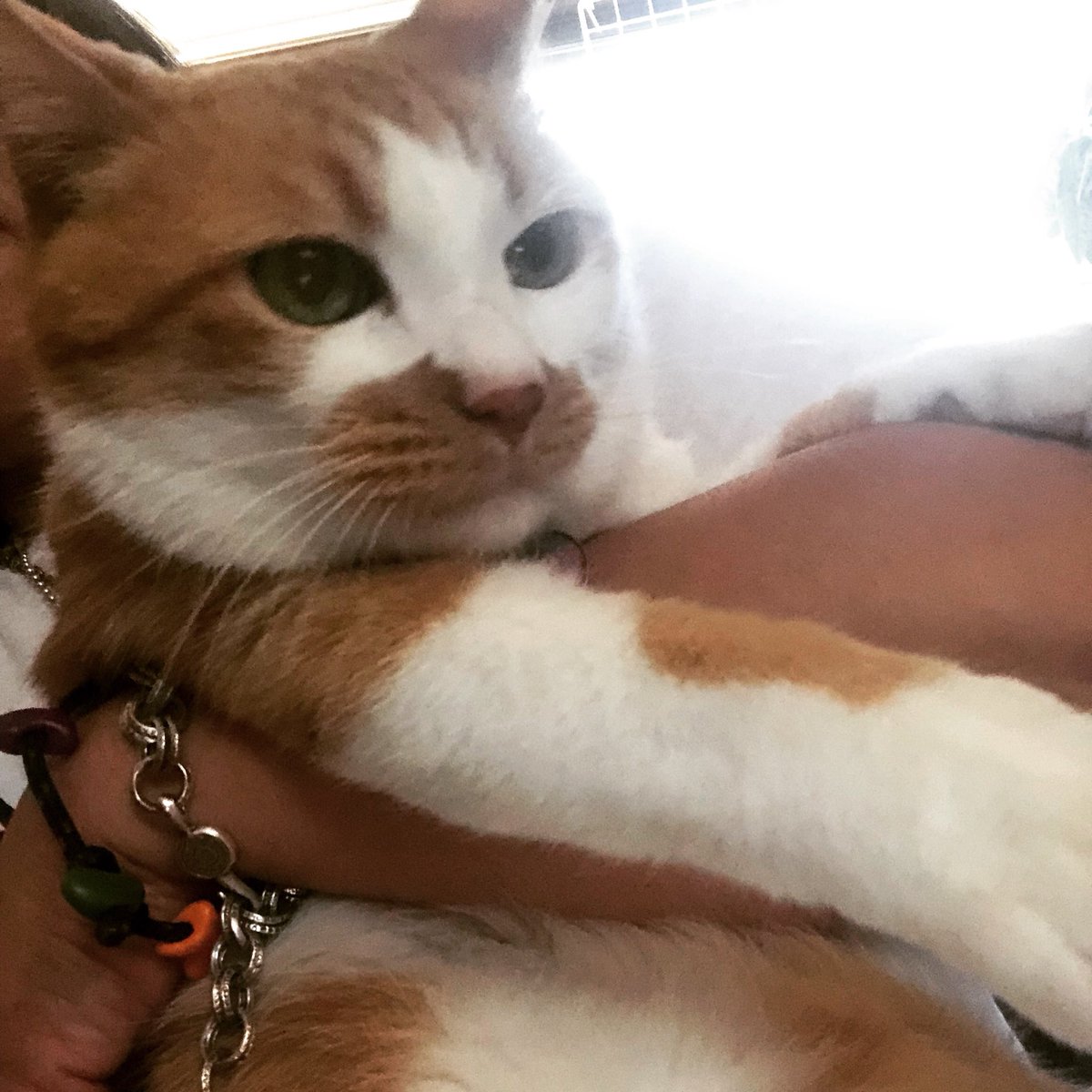 猫をハグする日 Hashtag On Twitter