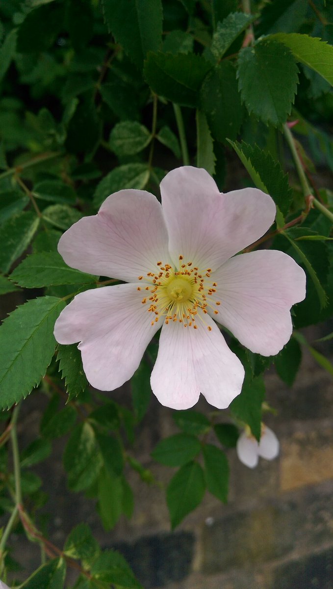 NatureTable_LS's tweet photo. Floral for the first three days of #30dayswild share your 🌻🌿🍄🐾 over on our Facebook or insta! Or come down to @leftbankleeds on Weds 13 June at 7 https://t.co/EswrKp523X