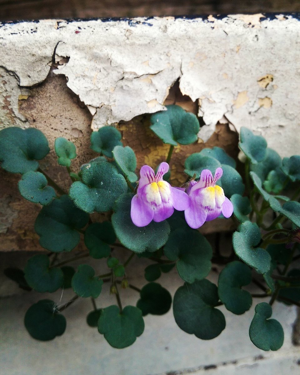 NatureTable_LS's tweet photo. Floral for the first three days of #30dayswild share your 🌻🌿🍄🐾 over on our Facebook or insta! Or come down to @leftbankleeds on Weds 13 June at 7 https://t.co/EswrKp523X