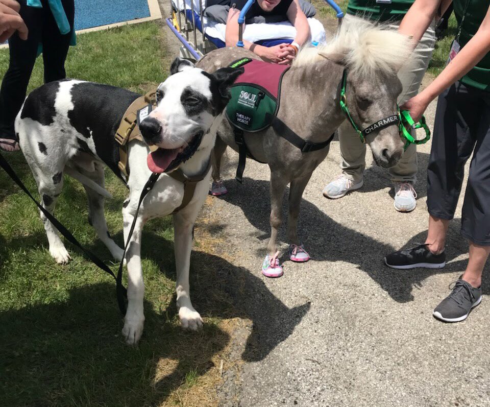 masttherapydogs's tweet photo. #MASTDogs and #MSTDClub dogs celebrating Hospital day at @ShrinersChicago yesterday! #therapydogs #therapydogintraining #mast #masonicassociationofserviceandtherapydogs #dogswithjobs https://t.co/db1Jh3qxEG