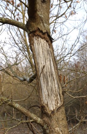 royal_forestry's tweet photo. Counting the cost of controlling #greysquirrels in oak plantations: £10,000 a year in 172ha. New case study now available https://t.co/Ccz1N5nk8x #resilientwoodland #greysquirrelcontrol @SquirrelAccord https://t.co/AP2evEjPze