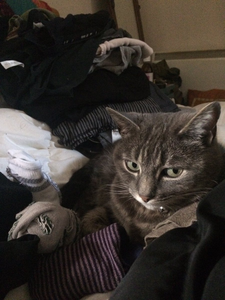How to Clean Cat Beds How to Clean Cat Beds new foto How to Clean Cat Beds How to Clean Cat Beds new images