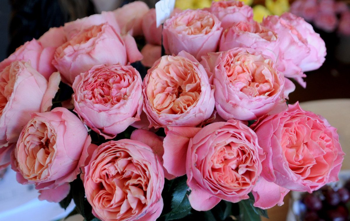Розы остина купить. Пионовидные розы Дэвид Остин.