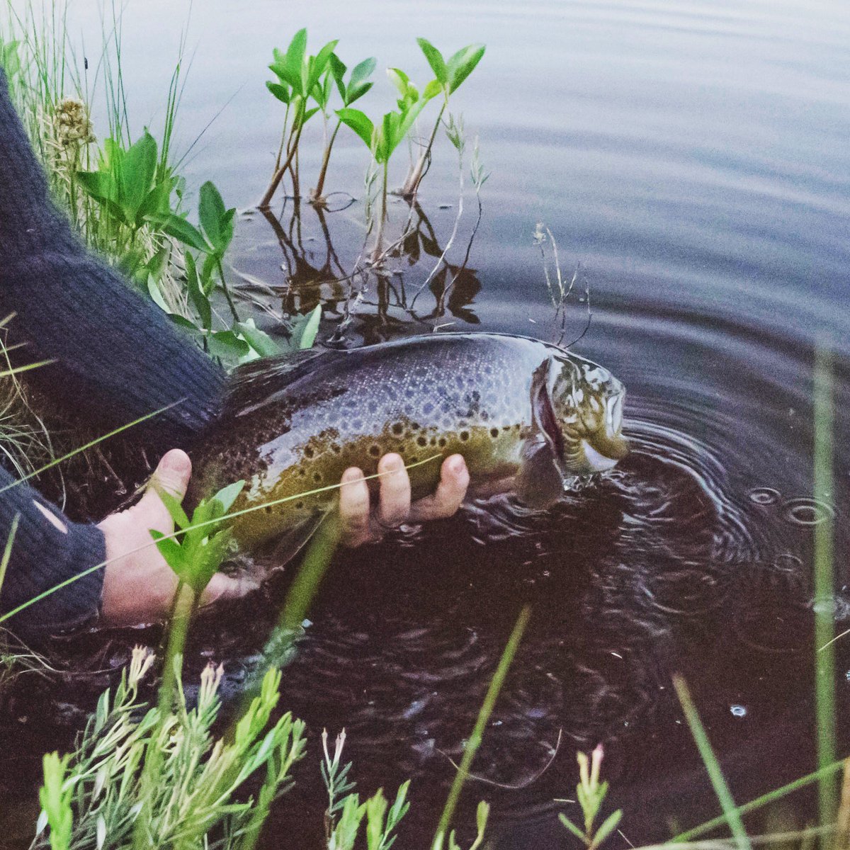 SJonzen's tweet photo. This weekend was just amazing! Great fishing and good friends #patagoniafly #FlyFishing #flyfishingaddict #Patagonia #sweden https://t.co/qWmYKreqYr