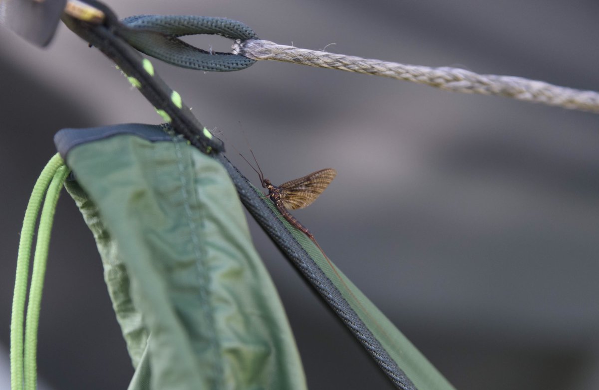 SJonzen's tweet photo. This weekend was just amazing! Great fishing and good friends #patagoniafly #FlyFishing #flyfishingaddict #Patagonia #sweden https://t.co/qWmYKreqYr
