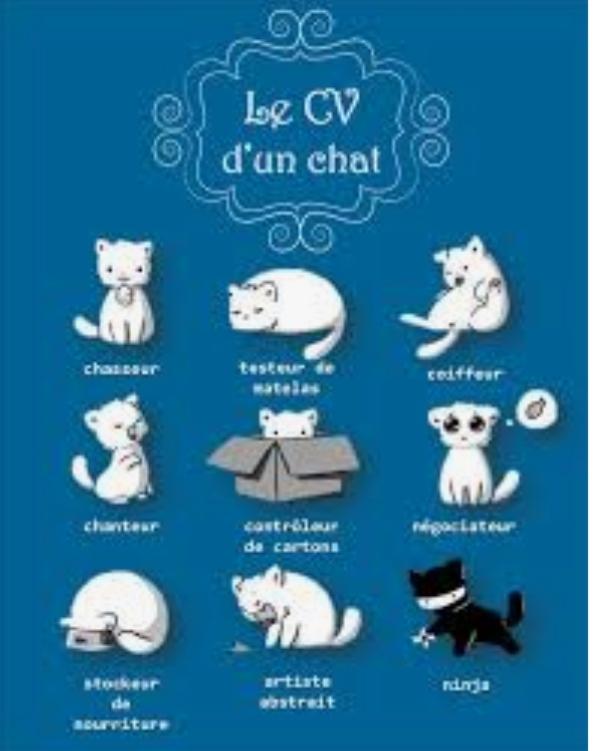 anti_specist's tweet image. Personne n&apos;est plus polyvalent qu&apos;un #chat...
Les chats sont indispensables au bon fonctionnement de la maison.. 
#CurriculumVitae
#Multifonctions