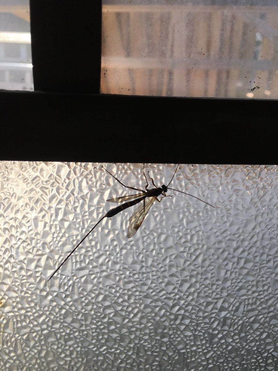 imasusugi's tweet photo. これからの時期、木皮の間に虫が入ります。
まずは桧からむしばまれてしまいます。

これはその親玉です。

あんな硬い木にこんな虫がどうやって成長していくのか？

世の中不思議な事ばかりです。 https://t.co/p2x2FxWL5d