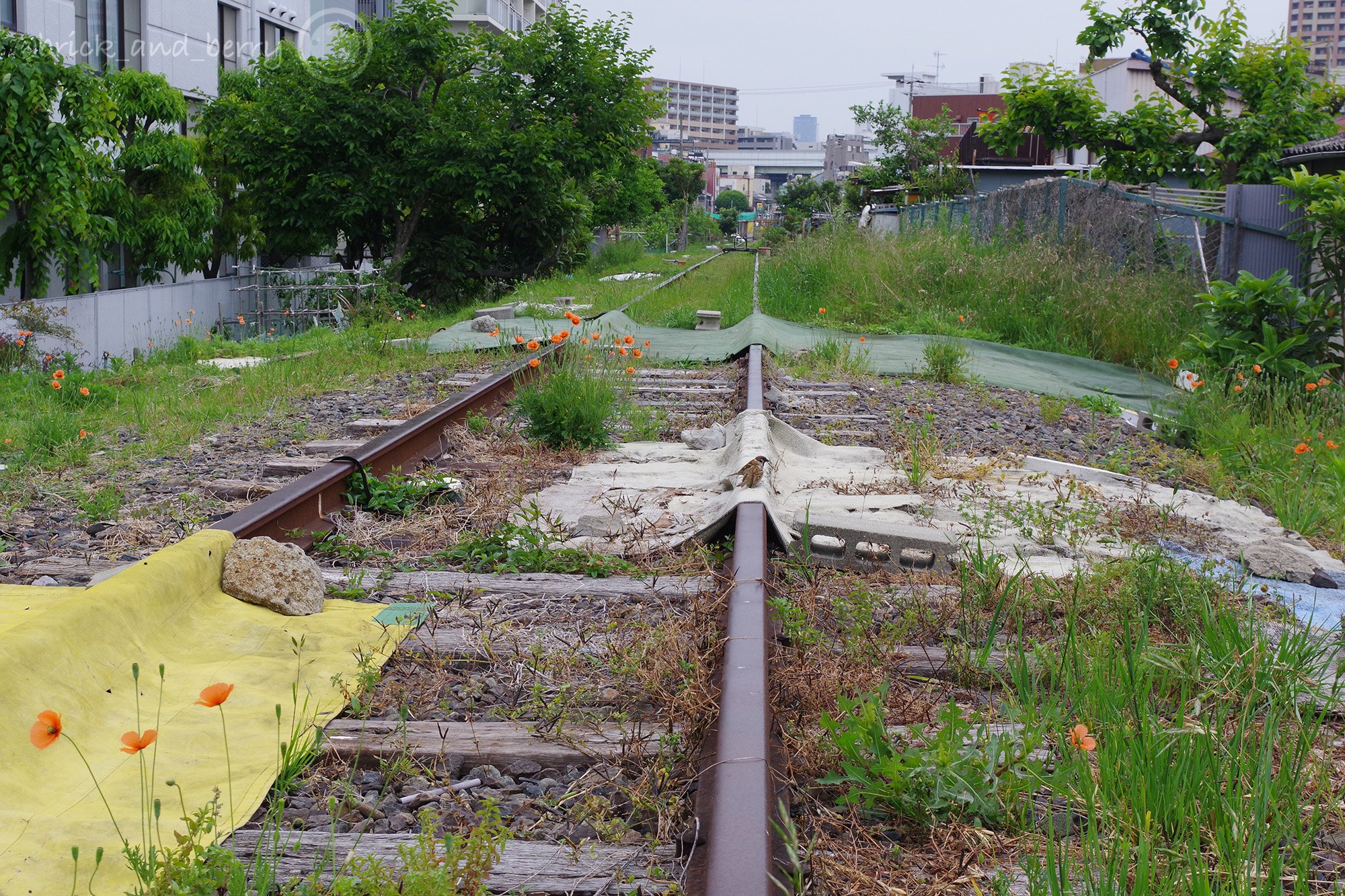 抄夏 大阪臨港線廃線 1928年に開通した 浪速駅経由の大阪港までの路線で 浪速貨物線とも呼ばれていたそう 06年に廃止され 当時の路線のあちこちが道路で寸断されていますが 今もちらほらとレールが残っています T Co Yrrk3d6jcm Twitter