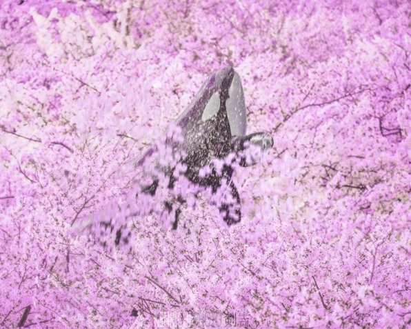 Hagechabin 世 剣吉 Na Twitteru 桜の海で遊ぶシャチ 海中車両はフンボと共に 久しぶりの合成 Photoshop シャチ 桜 フンボルトペンギン