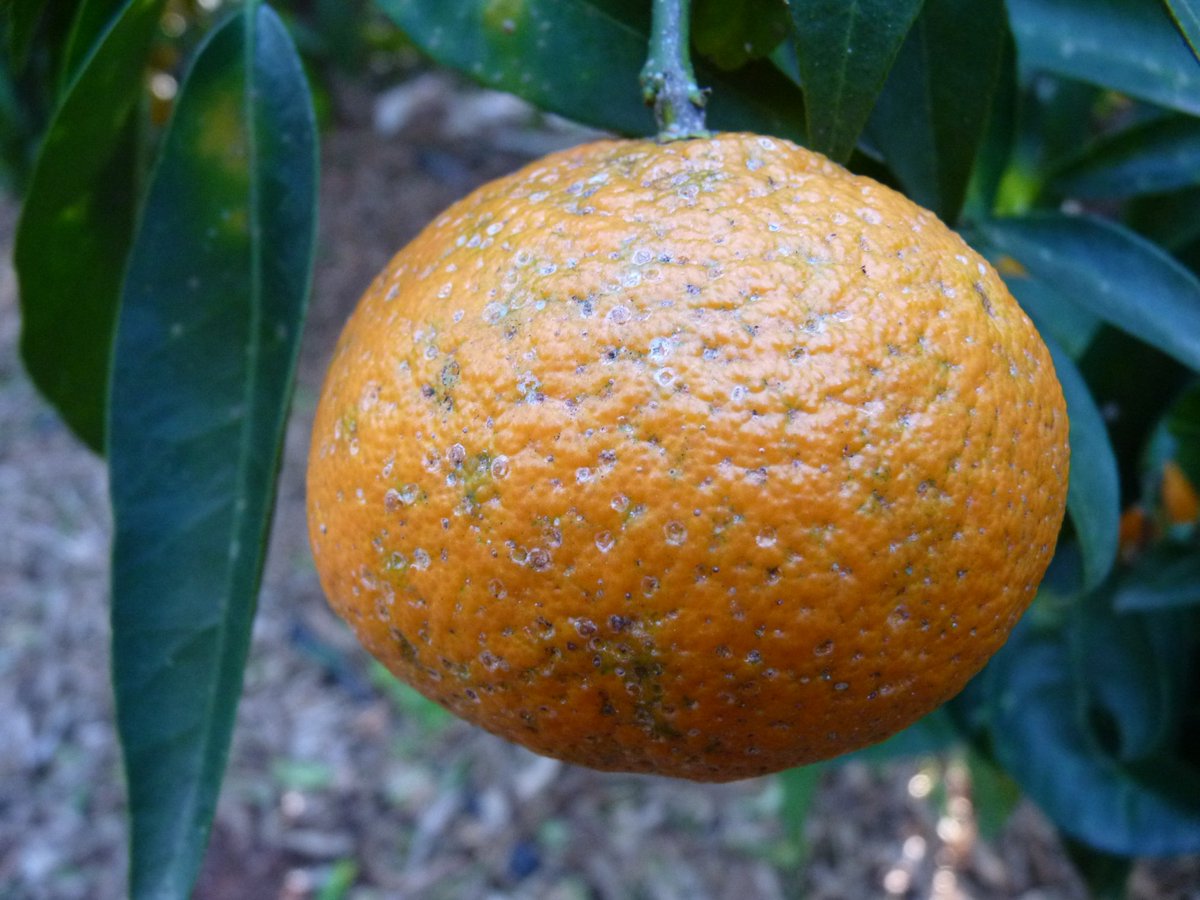 Piojo rojo de California. Atención en la provincia de Huelva: niveles altos de formas sensibles y hembras avivadas. Más información en la web RAIF.
ow.ly/lem230kka95
#RAIF