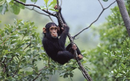 If you are looking for an unforgettable #ChimpanzeeSafari, then your search ends here at #GombeNationalPark. This is situated at the western border of #Tanzania and the #Congo. Here you can see endangered chimpanzees on the bank of #LakeTanganyika.
bit.ly/2JgSnR8