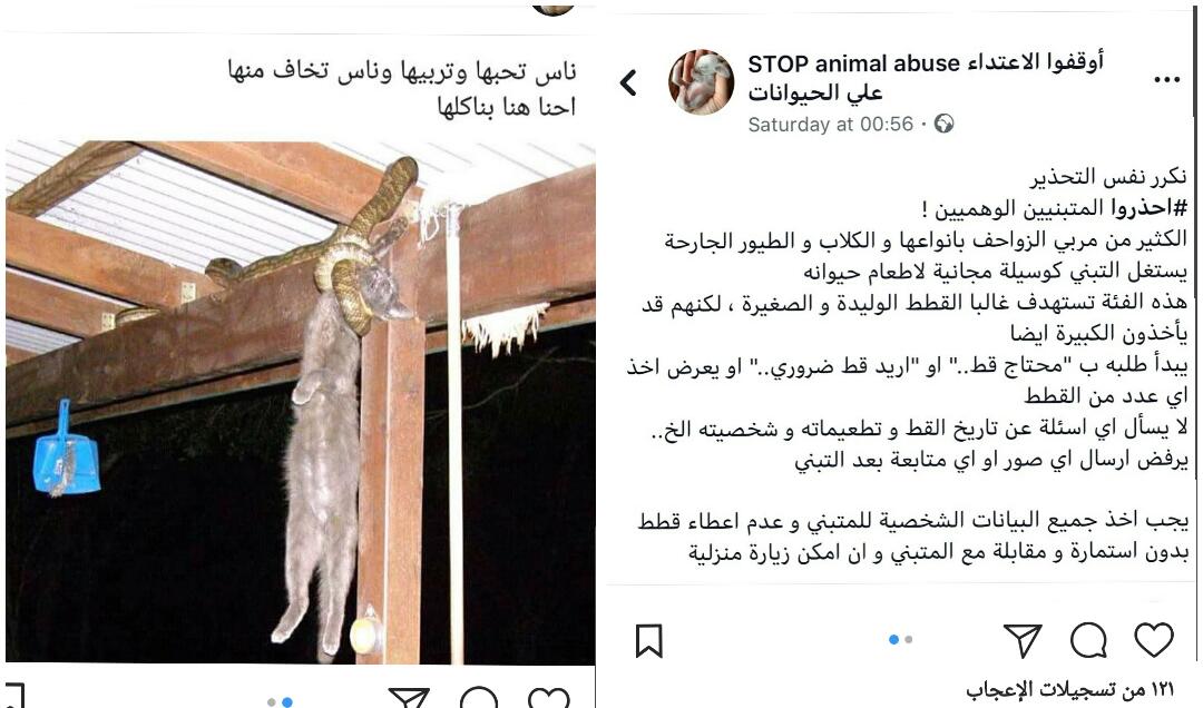 mmaro076's tweet photo. ❎احذر هالنوع من المتبنيين❎لما تعرض قط متورط فيه للتبني او اهلك مايبونه ومستعجل تتخلص منه وتسلمه لاي شخص يجيك تذكر ان هالنوع من الانجاس موجود وبكثرة وقاعدين يتابعوا حساباتنا ويتواصلوا معكم ،ومش مهم عنده النوع ولا العمر مريض مشلول اعمى بياخذه والنهاية بشعة،تحروا الدقة والمعلومات https://t.co/rf9BD0eDV2