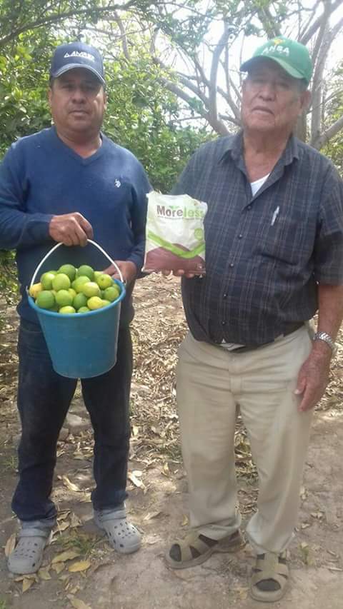 LuisAlbertoPadi's tweet photo. Y no son Persas, son limones #Colima con semilla. https://t.co/NXFAyud9mI