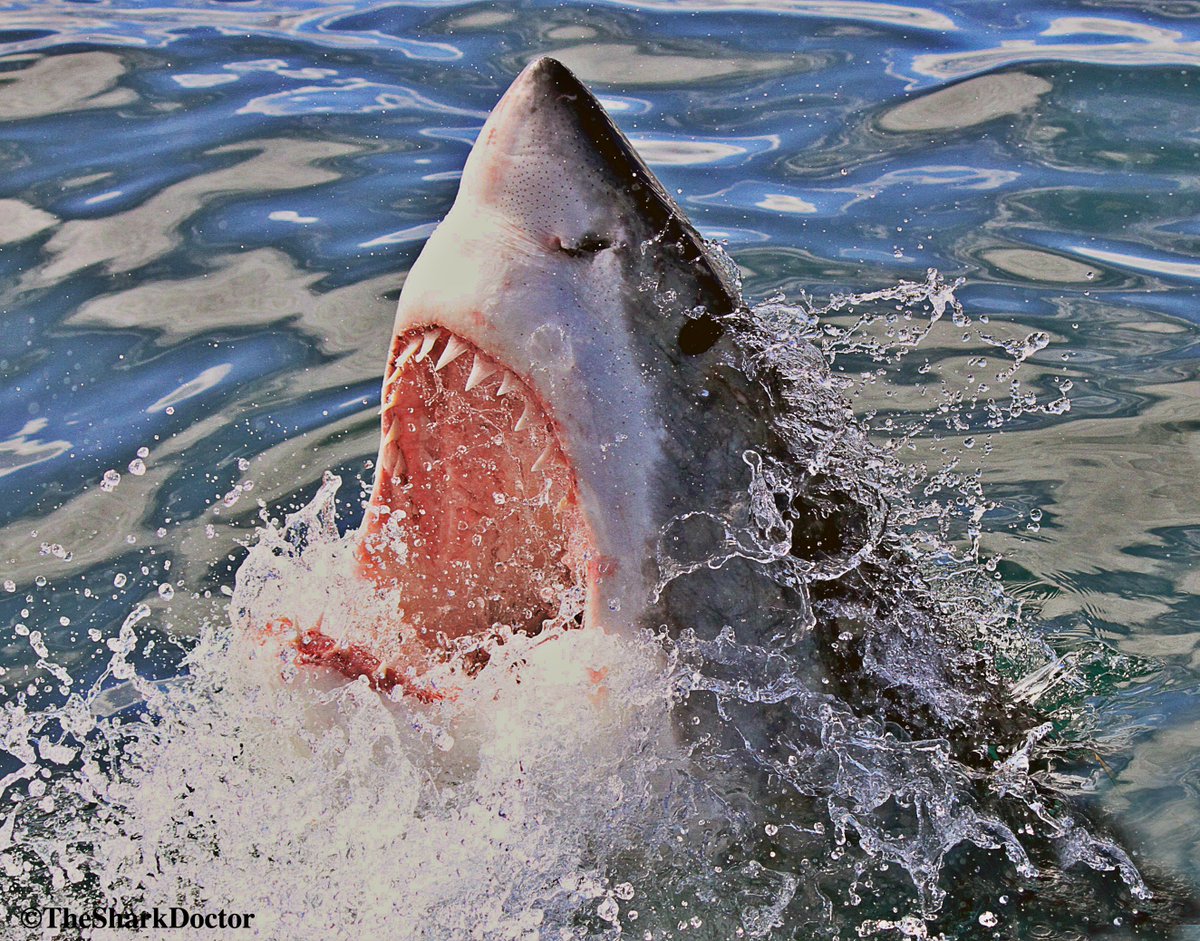 TheSharkDoctor's tweet photo. Happy Monday! To help start off your week right, here is a shot of a #whiteshark taking a swipe at our bait.
#horizonsharks #oseas #conservationcrew #oseasfdn #discovery #sharkweek #photography #cinematography #montauk #southafrica #gansbaai #greatwhite #greatwhiteshark https://t.co/twLaO3uuXw
