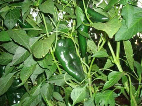 LuisAlbertoPadi's tweet photo. #Extraordinariacalidad y nuevo récord nal. 96 tons/ha. https://t.co/RDf9waKy3S