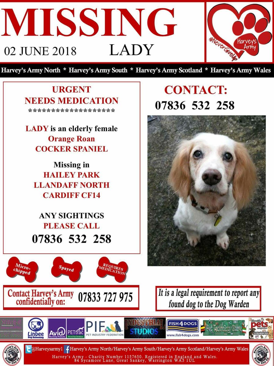LADY #missing 2/6 NEEDS URGENT MEDICATION 🆘🆘🆘🆘🆘🆘🆘🆘🆘🆘 elderly female orange roan #Cockerspaniel HAILEY PARK #Llandaff #North #Cardiff Please ‼️LOCALS RT ‼️