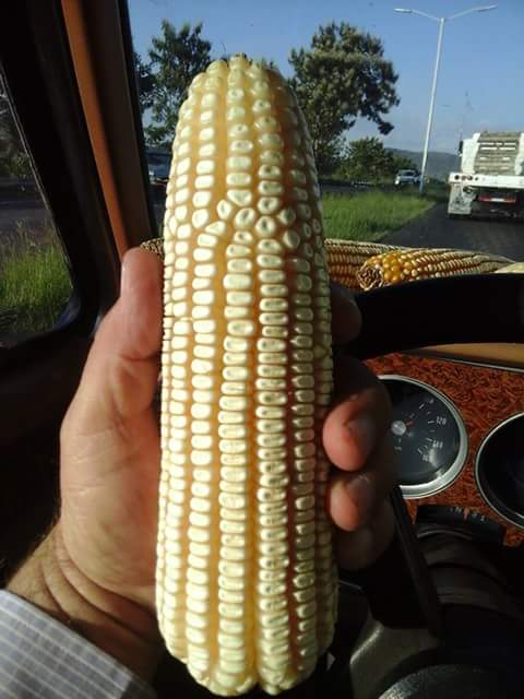 LuisAlbertoPadi's tweet photo. De 2 y hasta 6 carreras más. Dicen los que conocen que cada 2+ son 1,400 kgs más por ha. https://t.co/0iAG7fcm5N