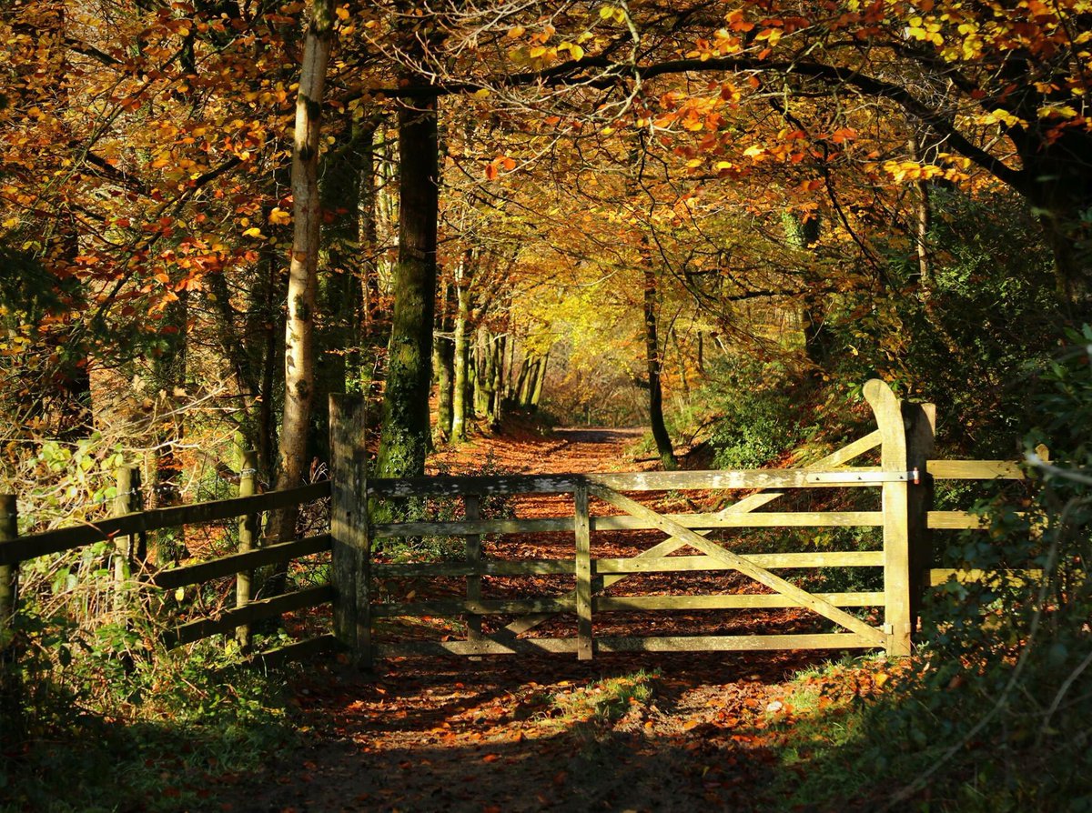 GreatDevonDays's tweet photo. If you are looking for a great place to enjoy an autumn break - there are magical places for woodland walks #DevonDay Here nr Arlington @lovenorthdevon - we love autumn @VisitDevon photo #SimonStuart https://t.co/gPOLshwxdU