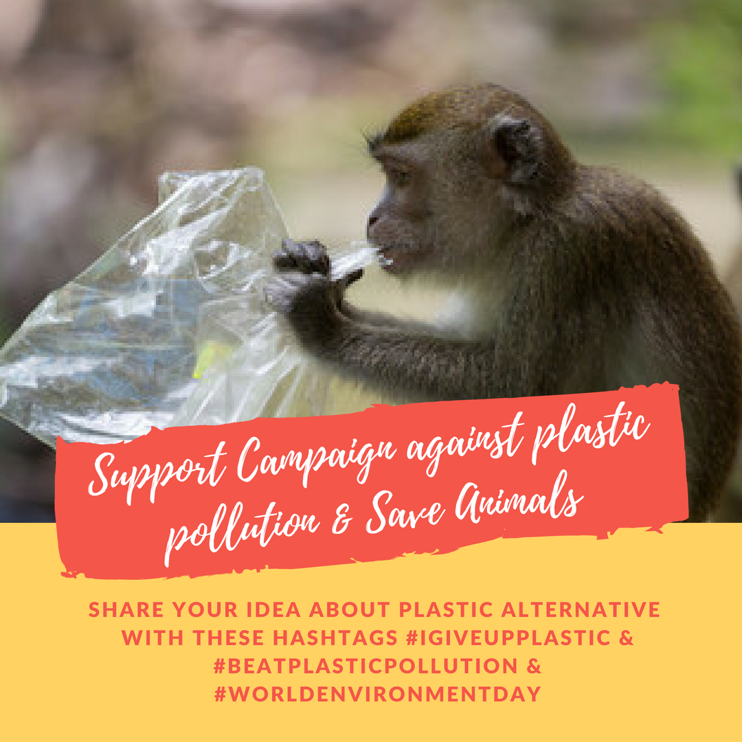 igiveupplastic's tweet photo. Join Hands to reduce the usage of #plastics and let animals live happily!!  spread the #campaign 📡📡 with hashtag👉👉 #igiveupplastic #WorldEnvironmentDay #BeatPlasticPollution #MyACSavesWater #SwachhIndia   #MondayMotivation #leroysane https://t.co/ERUzKL7eQj