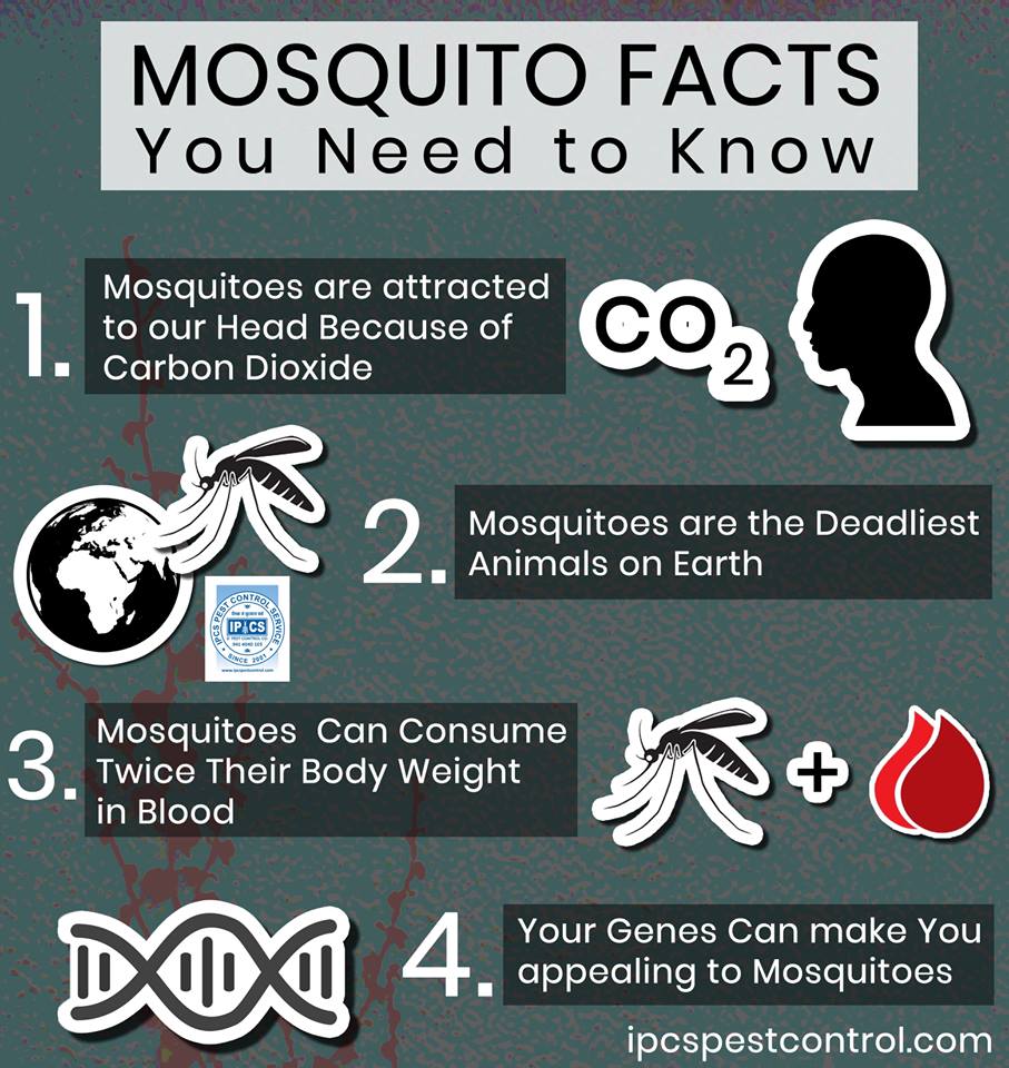 IPCSPest's tweet image. #Mosquito_Fact You Need To Know... For More Info:ipcspestcontrol.com

#Ipcs_Pest_Control #Mosquito_Control_Jaipur#Mosquito_Fogging_Jaipur