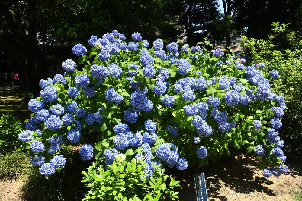 今日の六義園 紫陽花 今日の六義園 紫陽花