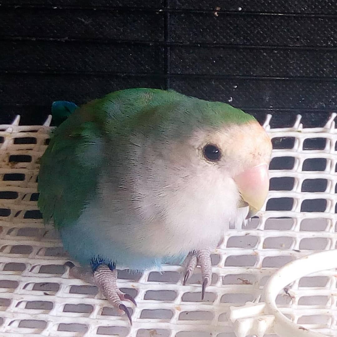 A_montserratsm's tweet photo. Preciosa kala , como siempre!😍
#agaporniroseicolli #kala #psittacidae #cedida #aviariomontserratsm https://t.co/1bYOWE6OhE