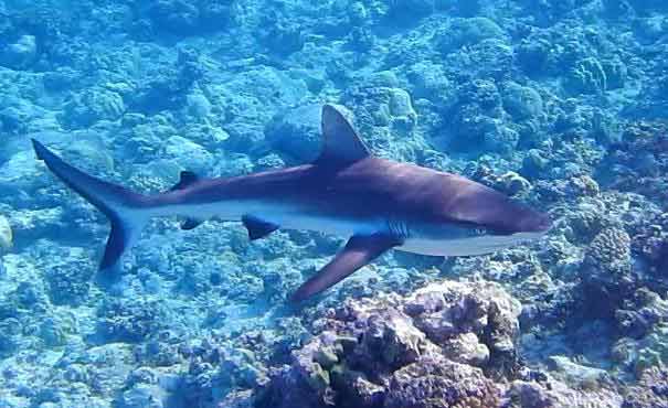 Mikareport's tweet photo. Here's my video of a very scary shark encounter that I just had here in the Marshall Islands: https://t.co/6HCsIIRylm #shark #grayreefshark #marshallislands https://t.co/EXk71vEYRL