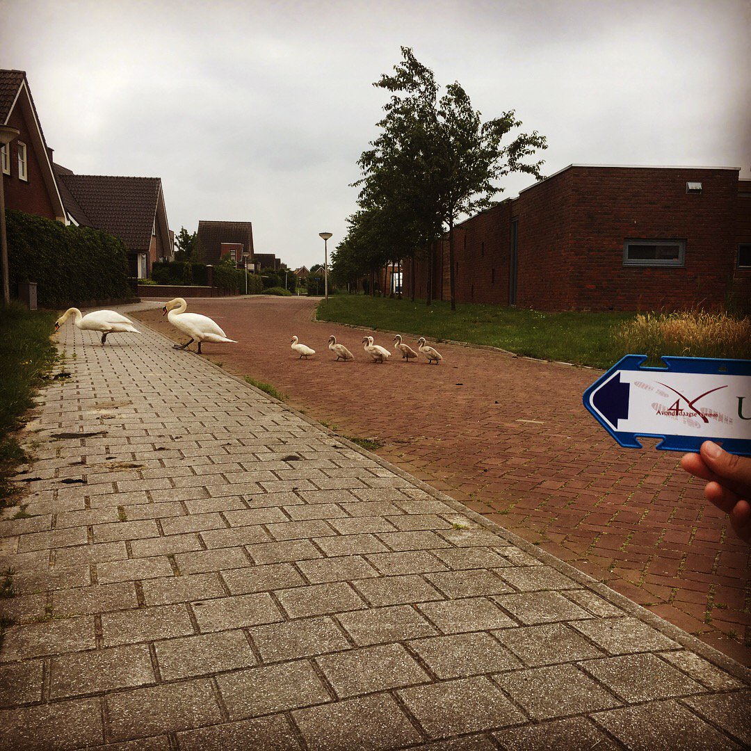 De familie zwaan checkt alvast onze routes 😉