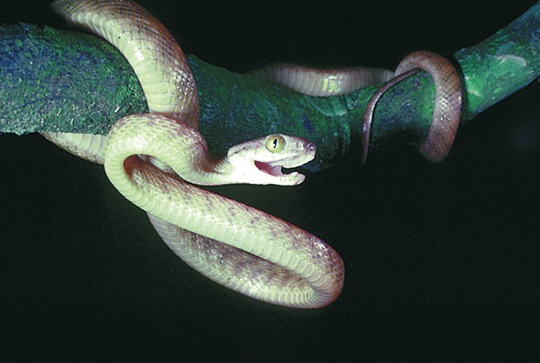 Quadfather Courtney tweet media