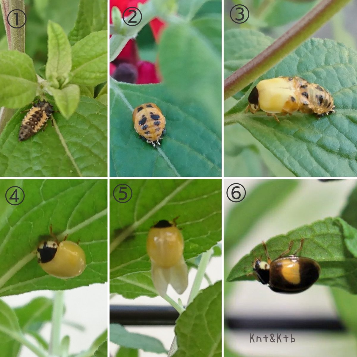 Atelierbebe恭 虫の日 という事で 家の小さな庭のﾁｪﾘｰｾｰｼﾞの葉から が無事旅立ちました 観察記録 幼虫 蛹 羽化最中 無事羽化 星数はまだ 羽を乾かす 幸運の二つの星てんとう誕生 人生初 の羽化に遭遇 皆様にも小さな幸運の