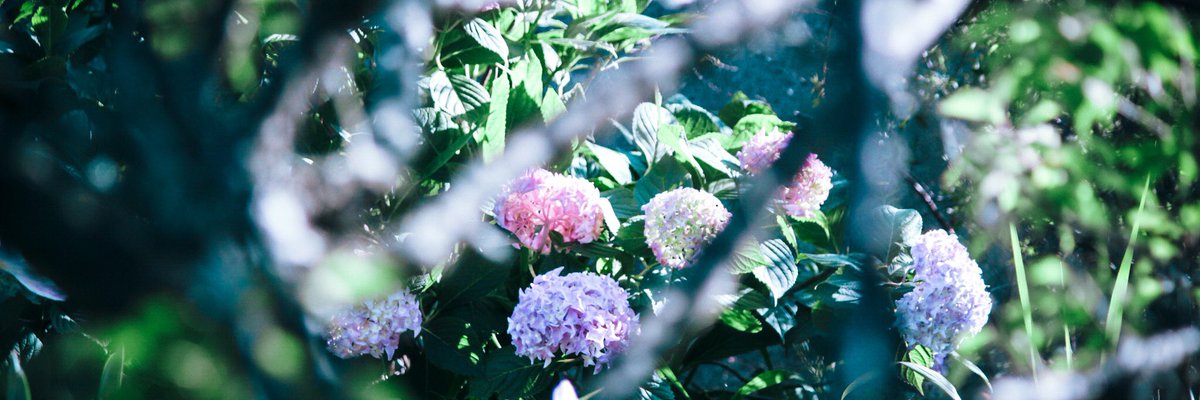 宵月 絃 フリーヘッダー 紫陽花の季節がきたので よかったら