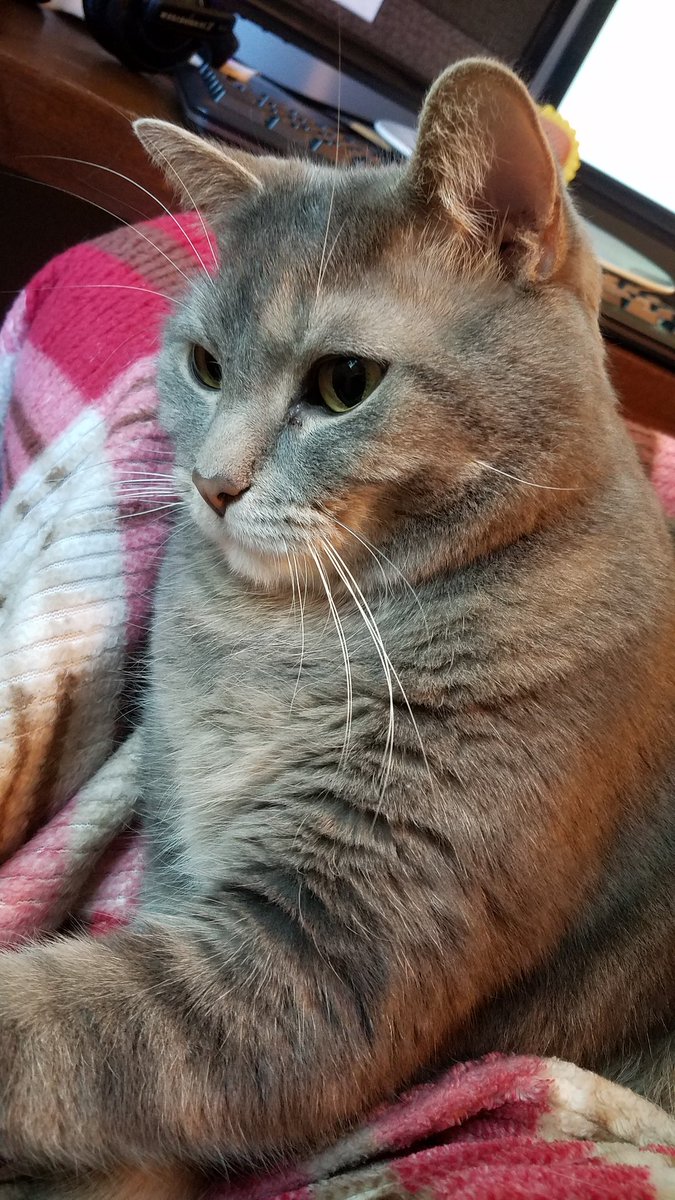 iamdorene's tweet photo. Tyrion is the best coworker I've ever had. #iloveworkingfromhome #cat #cats #workcats #CatsOfTwitter https://t.co/bdLL80eOdV