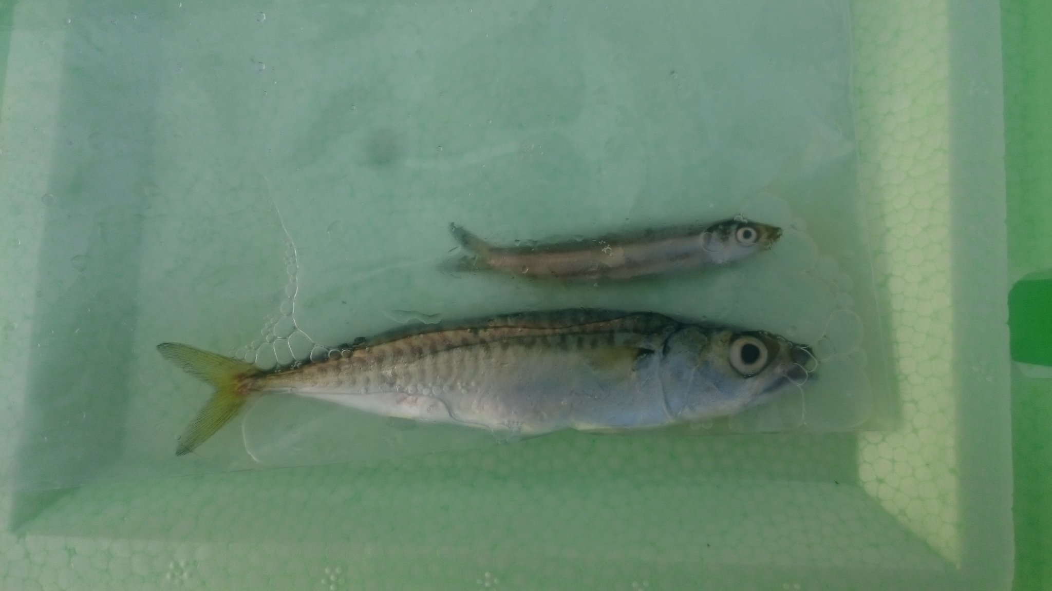 Tom Fishing Twitterissa 釣果 マサバ １尾 ウルメイワシ １尾 ぶっこみ釣りでは釣果は出ず 餌は自作 コマセ マルキューのハイパワーアミエビのサビキでサバとイワシが１尾ずつ掛かる 餌は自作のコマセ 針はサビキの小アジ用５号 サビキ釣り サバ