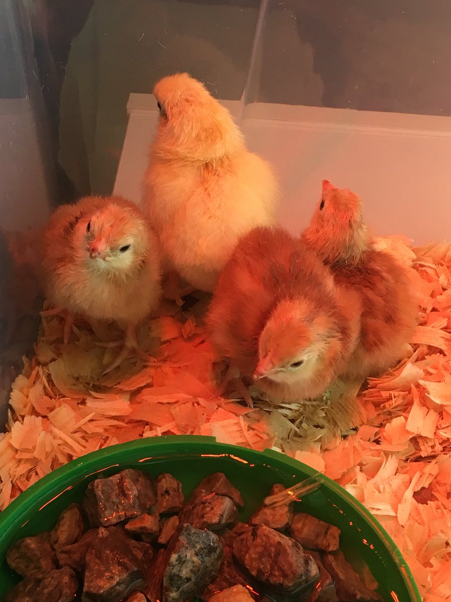 MsSchanzs_Squad's tweet photo. After much anticipation, our chicks are hatching!! #DDESsoars #firstgradetribe https://t.co/j2SZ0eNrks