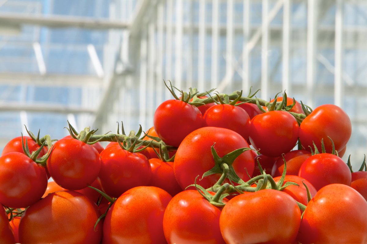 SciFoodHealth's tweet photo. What do you think of using biological control agents, also known as the natural enemies of #pests, to limit pests in food production?🌱Complete this short survey to help investigate the main perceptions around this topic. https://t.co/cLsUVNOjeZ #foodproduction #pestcontrol https://t.co/T3PCKRzBXG