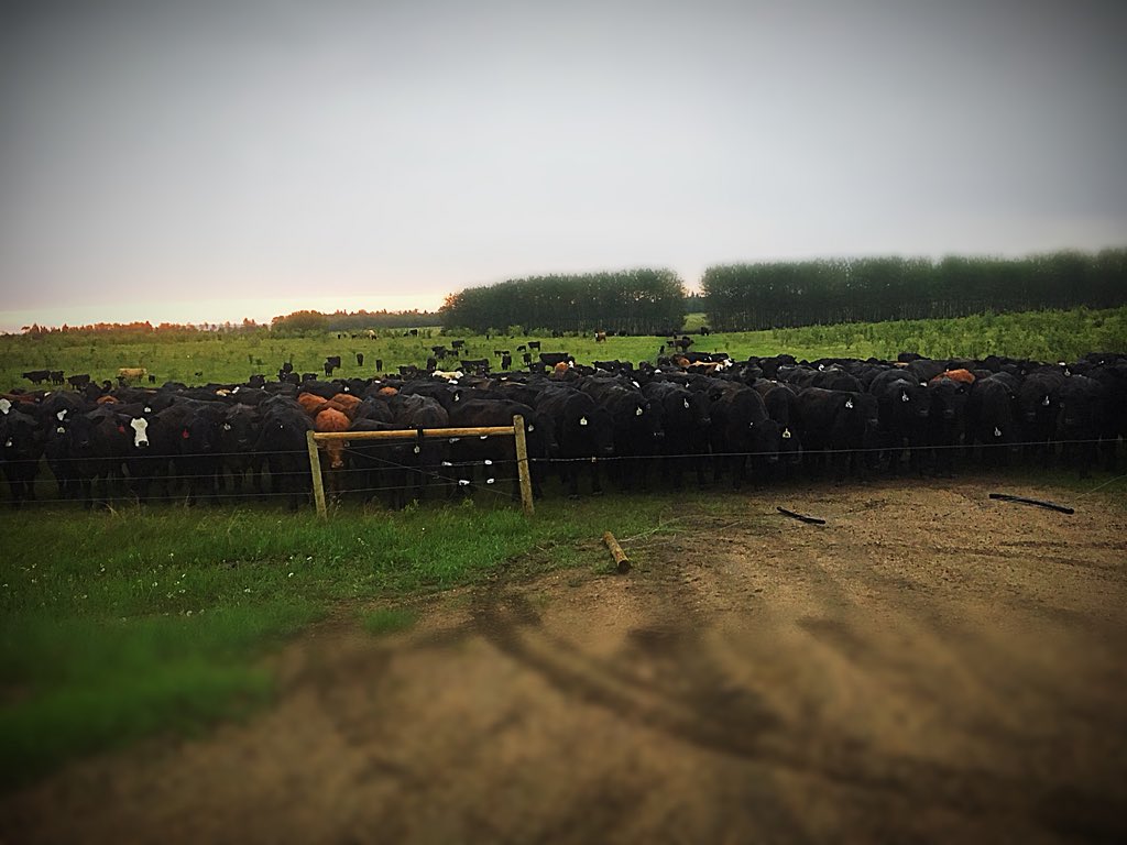 chuiko2's tweet photo. When you see a rainbow first thing, you just know moving cows across the hwy will go nice & smooth (or you sure hope so anyway). Everyone was waiting patiently to go to new grass. #hwy26 #plannedgrazing #calve18 #graze18 #moooooveday #Agmorethanever #nowitsraining π https://t.co/haFfGQdu98