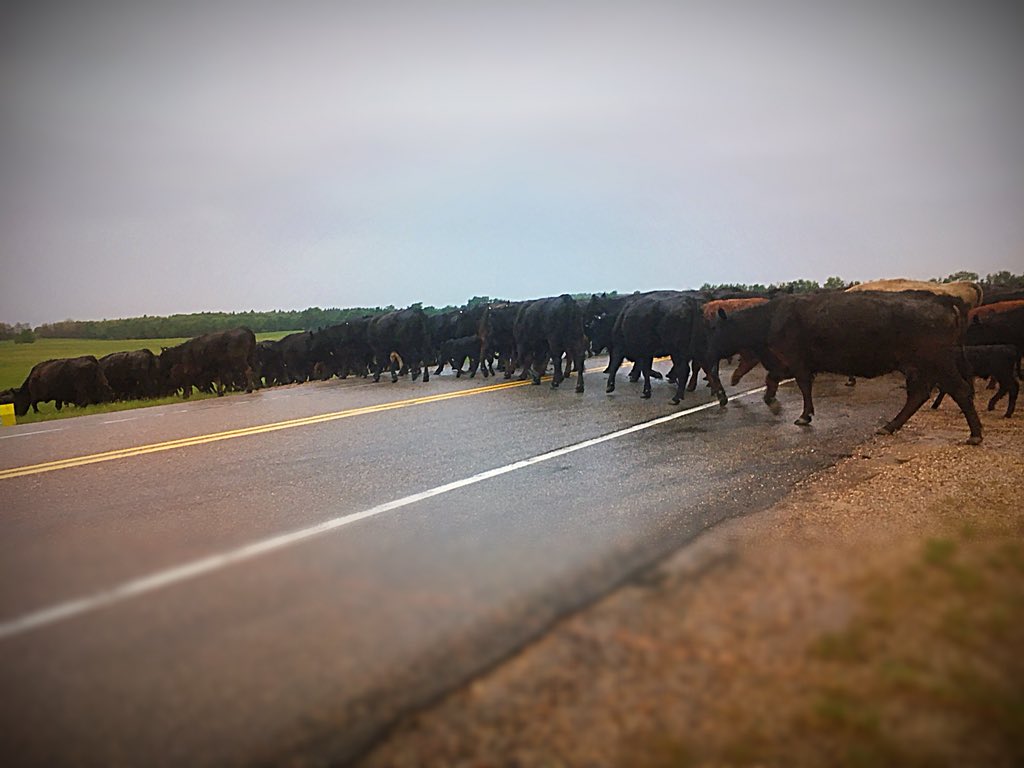 chuiko2's tweet photo. When you see a rainbow first thing, you just know moving cows across the hwy will go nice & smooth (or you sure hope so anyway). Everyone was waiting patiently to go to new grass. #hwy26 #plannedgrazing #calve18 #graze18 #moooooveday #Agmorethanever #nowitsraining π https://t.co/haFfGQdu98