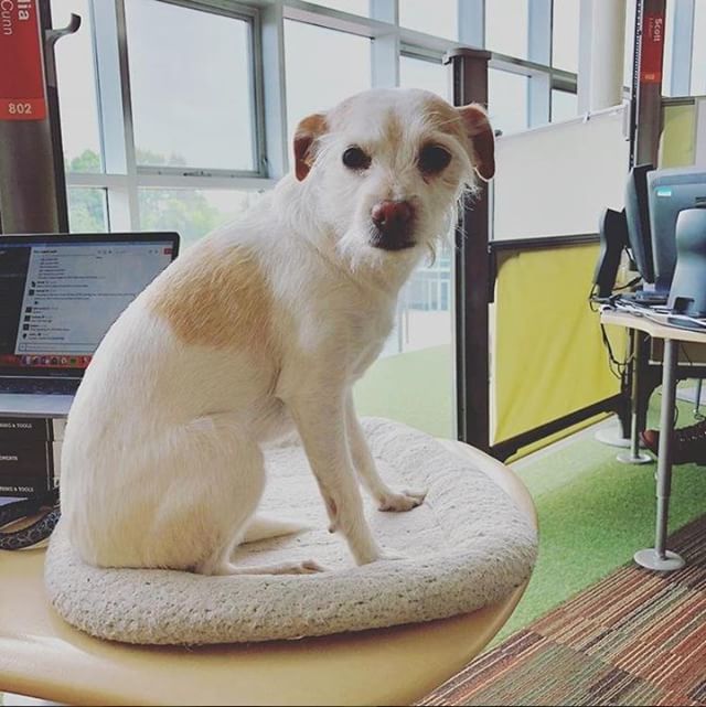 QualityBike's tweet photo. Monday morning desk gargoyle.
•
•
•
#dogsofqbp Need to find a #qbpbox
📷 = @queenpdog https://t.co/DpB4bo4ogS https://t.co/7SZP4FNY0b