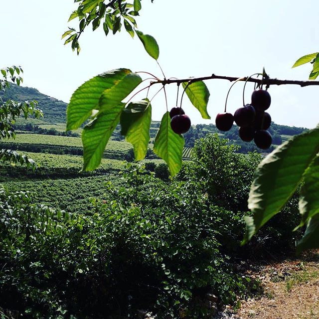 winemakeracadem's tweet photo. Did you know that here in the Veneto region , 30 years ago, cherry trees were planted inside the vineyard of Valpolicella and Soave? this because the cherries could be sold immediately while for wine you have to wait until January for Soave and 4 years f… https://t.co/zL5s2DO3QD https://t.co/IbQOy7idOk