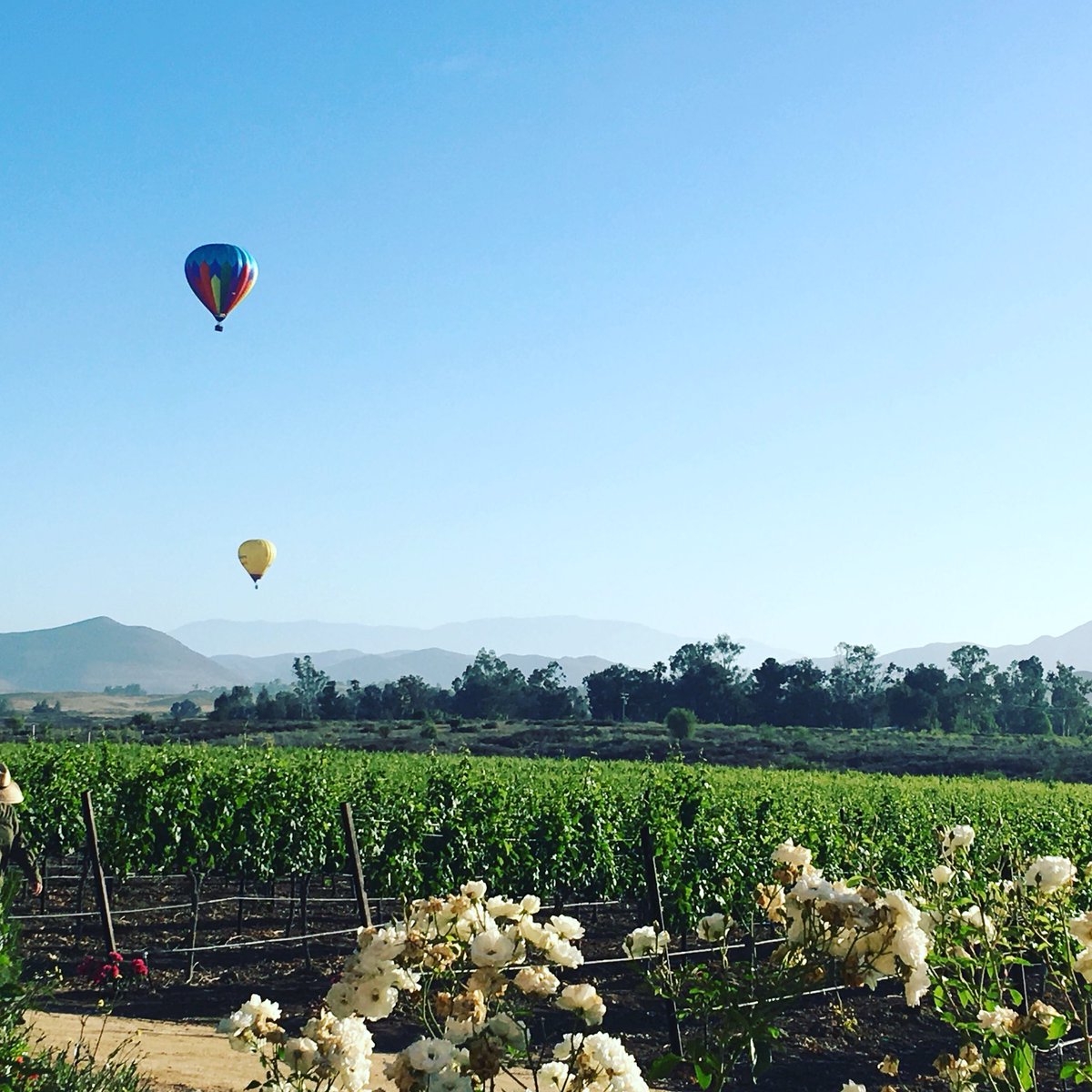 wineopolis's tweet image. Not a bad way to wake up in Wine country! #temecula #wine #winecountry #hotairballoon #hotairballoonfestival #winetravel #travel #travelblogger #travelphotography @CarterEstWinery