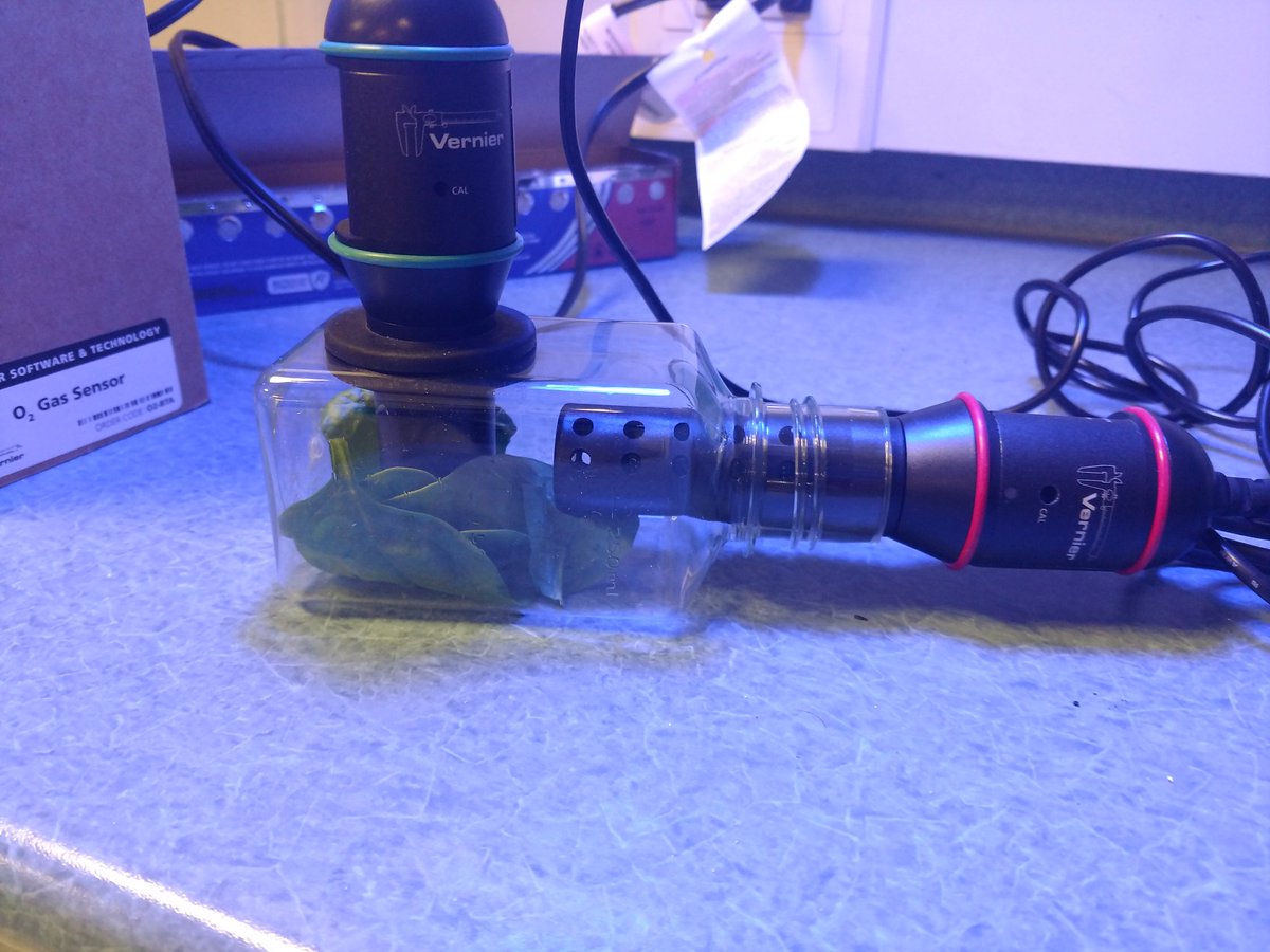 jshfoster22's tweet photo. #ibbio 11s analyzing rates of photosynthesis and respiration using @VernierST probes. @Eastridge_EICSD #FosterIB https://t.co/qwOW1MGSrQ