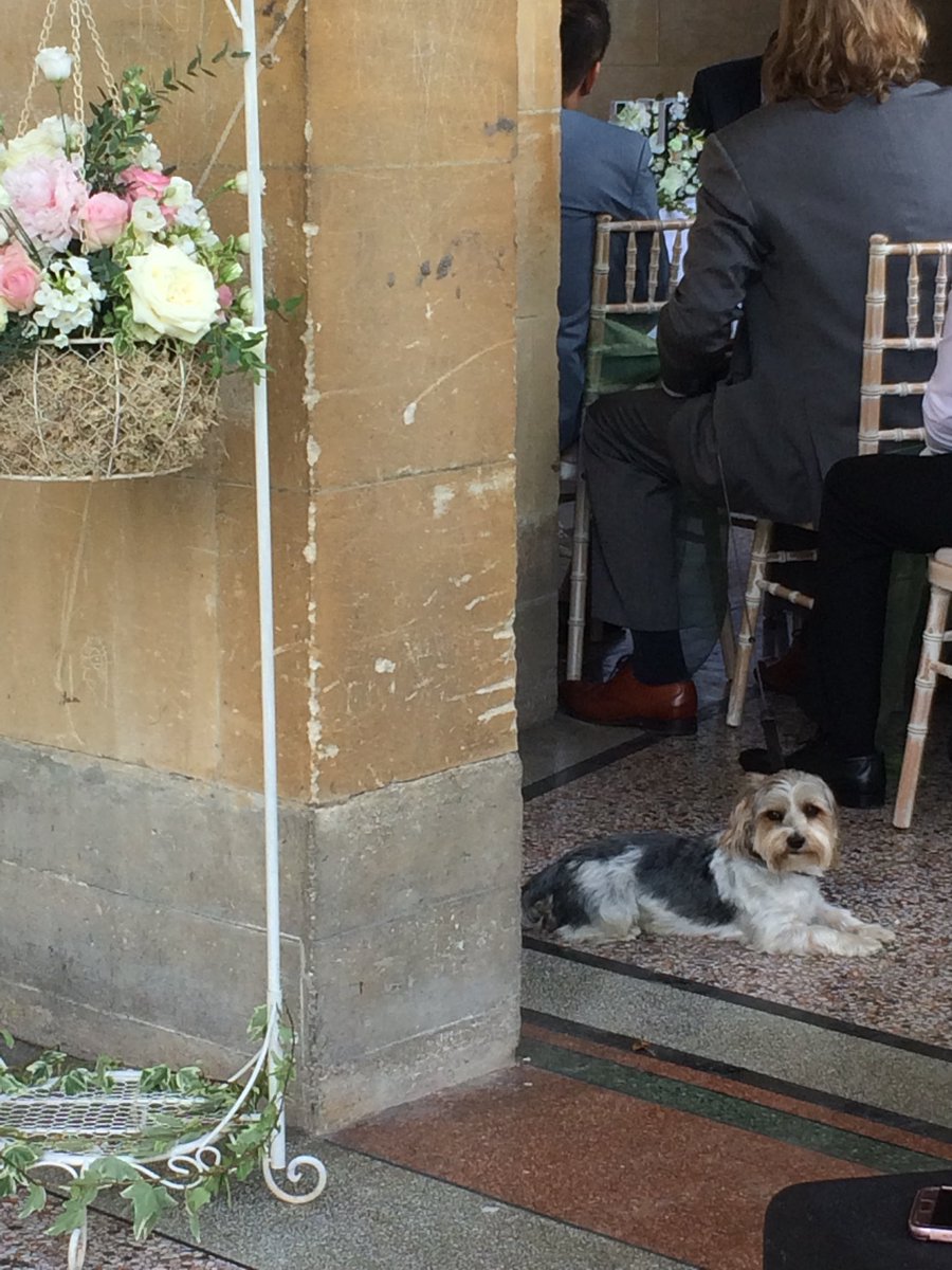 The cutest wedding guest 🐶 #parkweddings #paradegardens #eventsinbath
