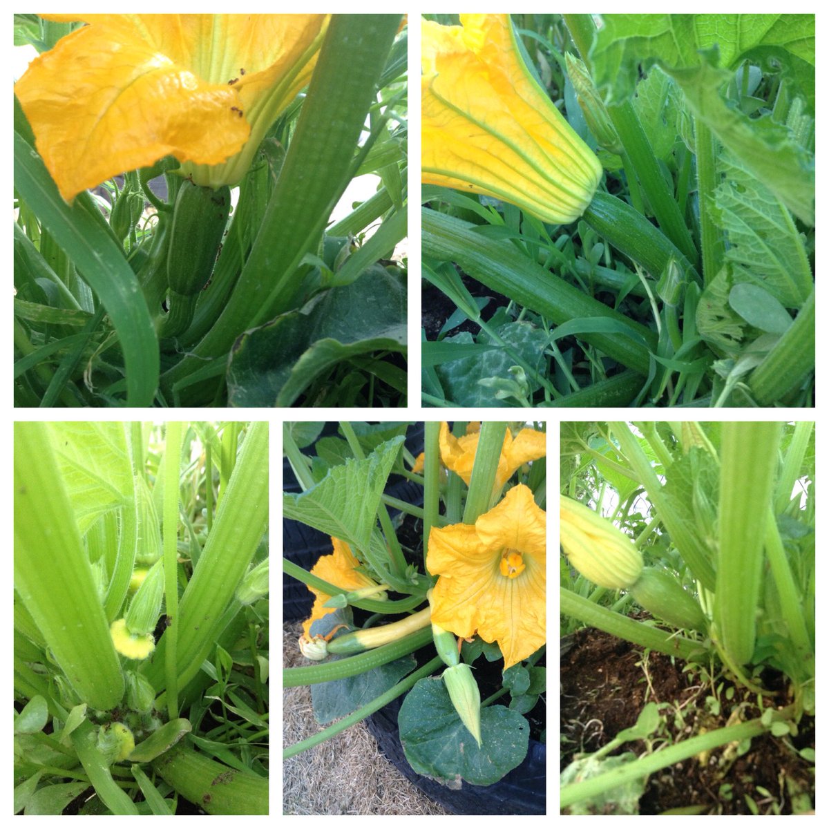 vintage1978's tweet photo. a little of everything 🌱🌻 😀#Garden #Vegan #Squash #FromTheGardenToMyTable #highdesert #veganlifestyle  #Fresh #growyourownfood #urbangardener #fruitful #ravenzucchini #bushbaby #organic #fromseed #monday #magda #zephyr #Ystar #earlymorning @JohnnySeeds https://t.co/6M0rZ6O4eh
