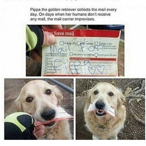 doggosborkbork's tweet photo. Mail for a G O O D G I R L E https://t.co/ud8nNWIsbY