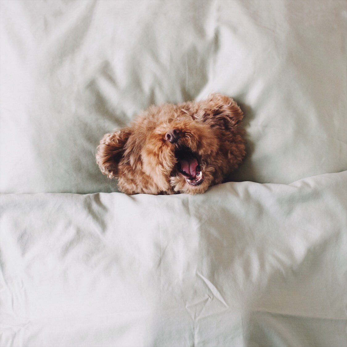I was almost ready to greet the morning with a smiling face but decided more sleep would be better. #whpshine