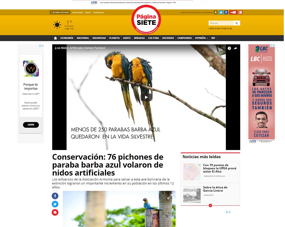 armoniabolivia's tweet photo. ¡Pichones de Barba Azul y nidos artificiales en portada de @PaginaSieteBO! Grandes noticias - excelentes logros ➡️ https://t.co/ADmq3SGEmp https://t.co/hiWC9Q5EcW