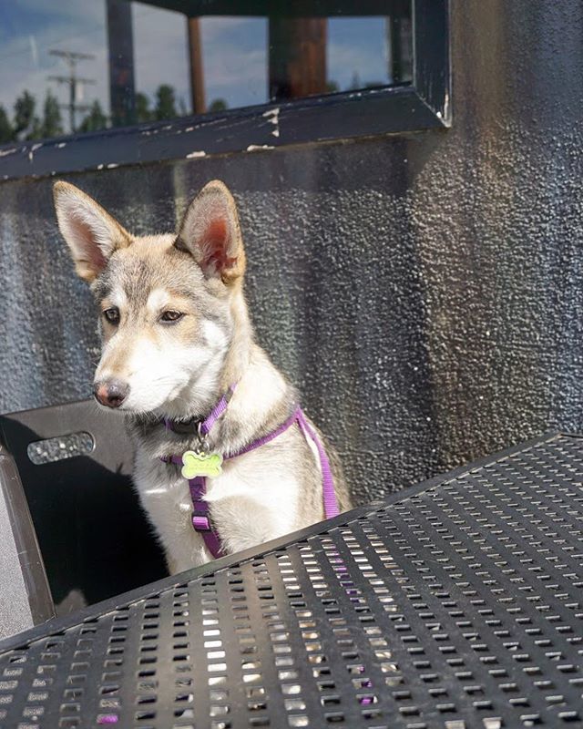 HabitatCoffeeLA's tweet photo. Wondering where the weekend went...
habitat / neighborhood coffee shop &amp; cafe
#HabitatCoffeeLA #DogsOfHabitat https://t.co/n1NCYAeXDv