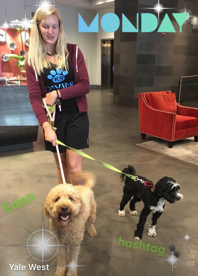 YaleWestApts's tweet photo. Eden and Hashtag are off to daycare today.👋 We’ll see you later guys.😍#yaleyeah #yalewestresidents #weloveourpets https://t.co/LgpUIDFOrz