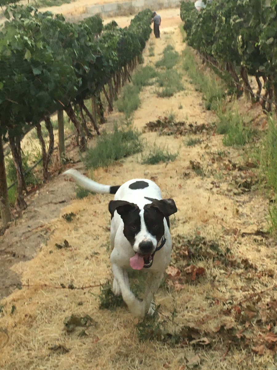 Happy Nug-a-versary! It’s one year since Nugget’s Gotcha Day, and it’s been full of fun and energy!!  🐶🍇 #rescuedog #winerydogs