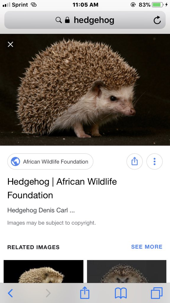 #3 with noah hedgehog